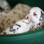 20160330_assiduitas_29881