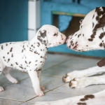 20160330_assiduitas_29890