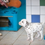 20160330_assiduitas_29893