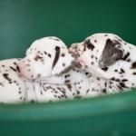 20160330_assiduitas_29995