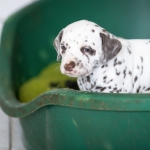 20160330_assiduitas_29999