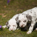 20160330_assiduitas_30027