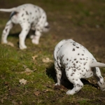 20160330_assiduitas_30031