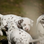 20160330_assiduitas_30032