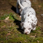 20160330_assiduitas_30035