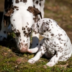 20160330_assiduitas_30036