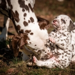 20160330_assiduitas_30037-2