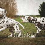 20160330_assiduitas_30101_web