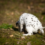 20160330_assiduitas_30204