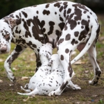 20160330_assiduitas_30260