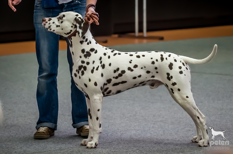 Caprilli's I Have a Dream, Gem.-Rassehunde-Ausstellungs- wochenende (DVD) in Gera, 2.3.2013 Offene Klasse V1, CAC 3.3.2013 Offene Klasse V1, CAC, bester Rüde "Sieger Gera", BOB