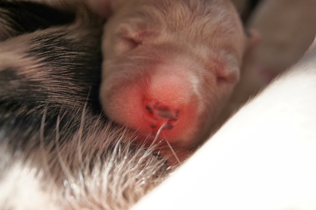 Dalmatiner vom Roten Herzfleck - Der E-wurf ist angekommen