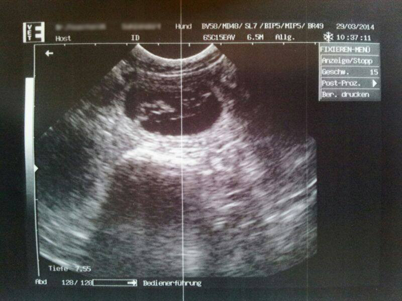 Ultraschall Assiduitas Jingle Belle