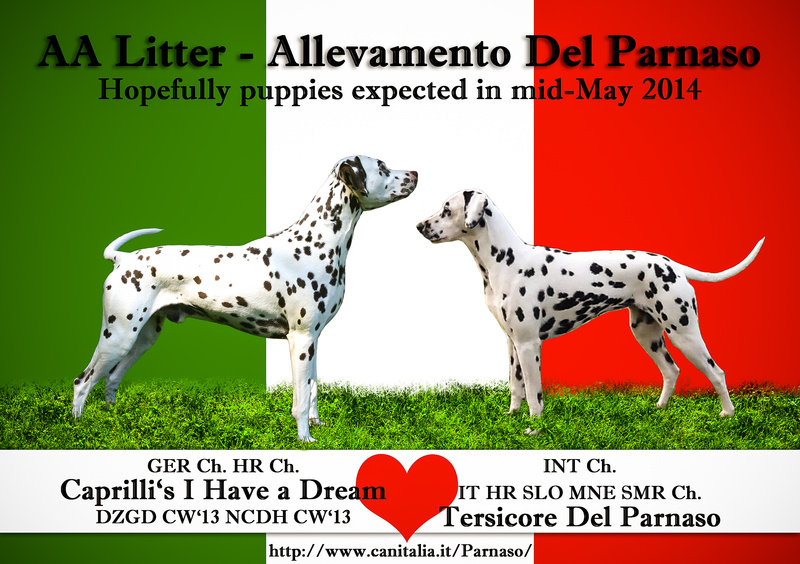 Verpaarung Ch. Caprilli's I Have a Dream mit Ch. Tersicone del Parnaso