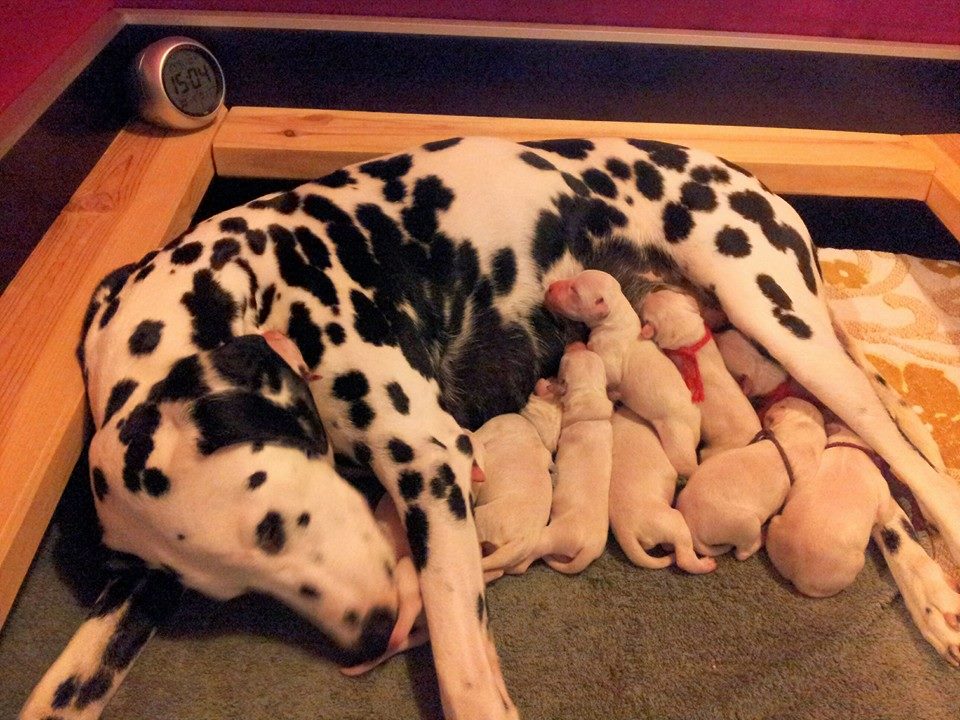 C-Wurf "of Smiling Spots"