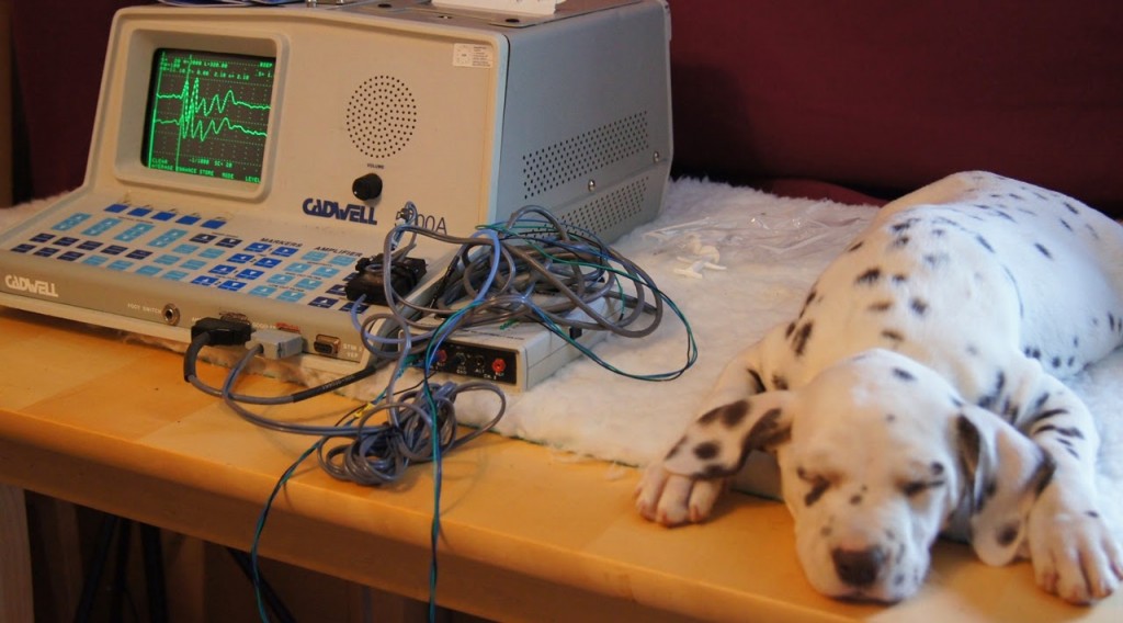 AEP E-Wurf vom Roten Herzfleck