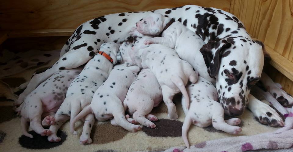 Dallydyl The Wizard x Caprilli's In The Mood De Dalticino