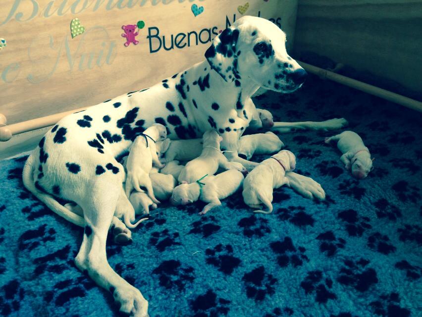 Geburt der Welpen Humphrey x Tess