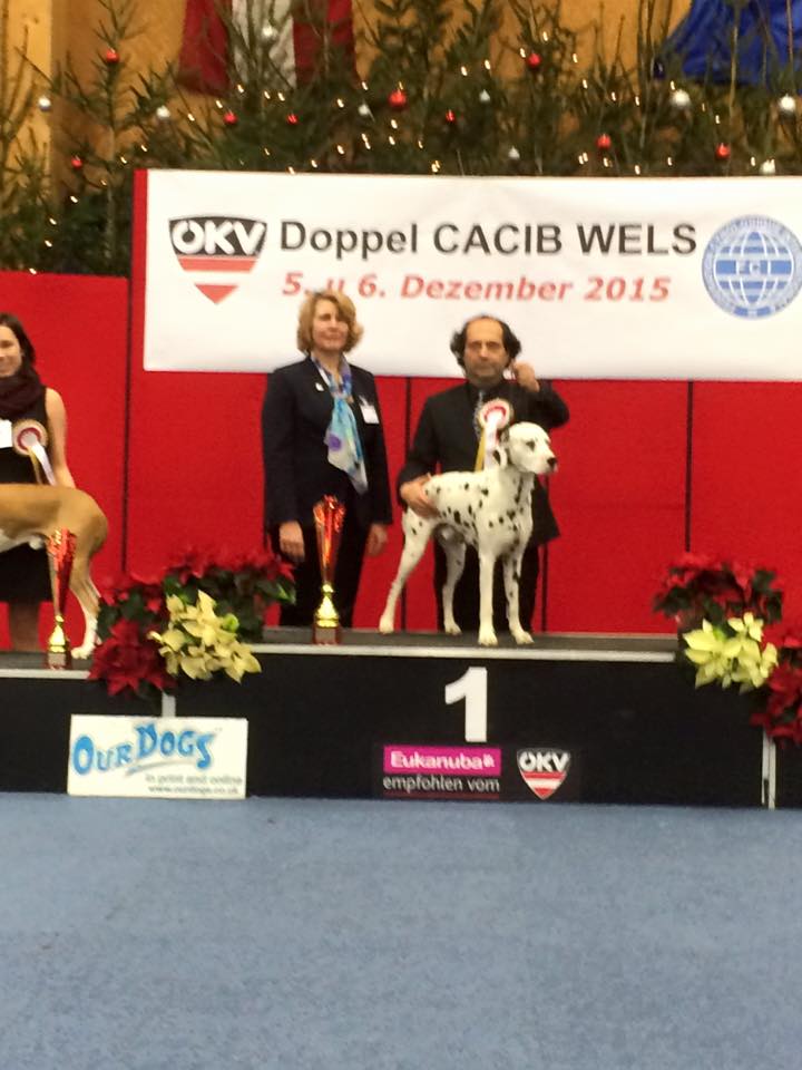 Aristotele del Parnaso, BOG, IDS Wels 2015